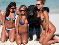 boobs-and-primates.jpg